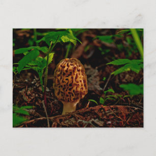 POSTCARD ~ A Posing Morel vid Sjö Pend Oreille Vykort