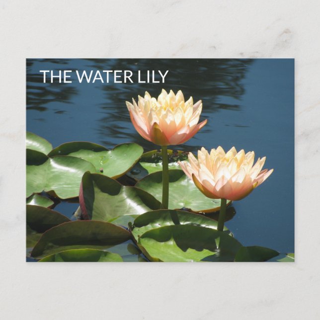 POSTCARD Artistic Photography The Water Lily Vykort (Framsida)