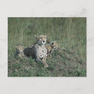 Postcard Cheetah Mamma och hennes tre unge Vykort
