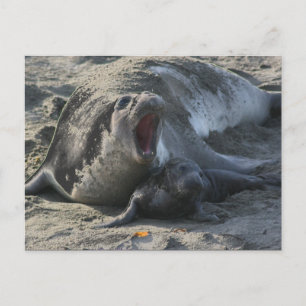 POSTCARD - Elephant Seal Vykort