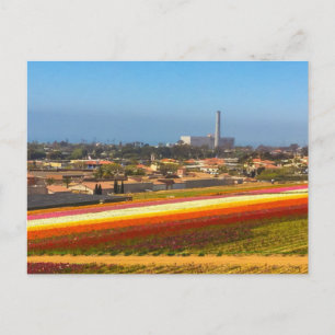 Postcard Flowers Fält Carlsbad, CA Vykort