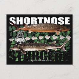 PostCard för Shortnos Sturgeon Scutes Vykort