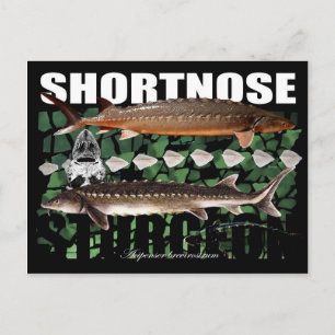 PostCard för Shortnos Sturgeon Scutes Vykort