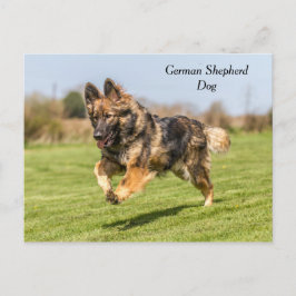 Postcard German Shepherd Hund alsatian Vykort