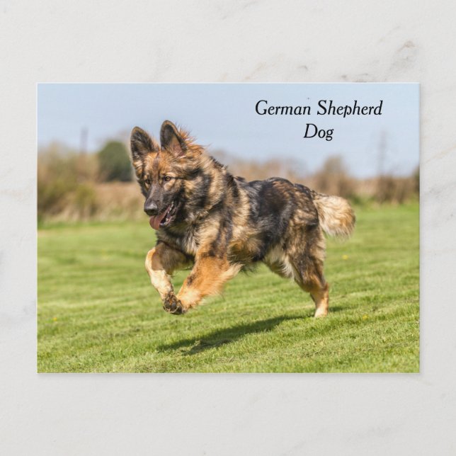 Postcard German Shepherd Hund alsatian Vykort (Framsida)