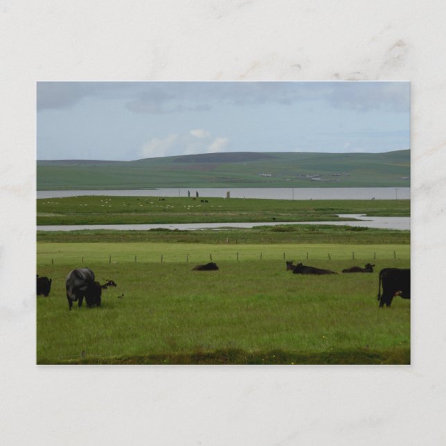 Postcard Grazing Orkney Vykort (Framsida)