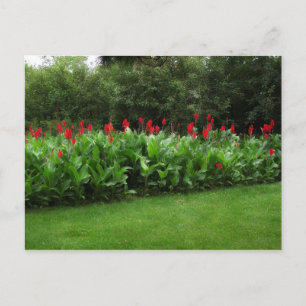 POSTCARD ~ GREENHOUSE PLANTS GARDEN ÖPPEN AFFÄRSVE VYKORT