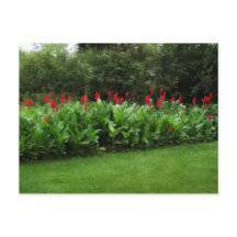 POSTCARD ~ GREENHOUSE PLANTS GARDEN ÖPPEN AFFÄRSVE