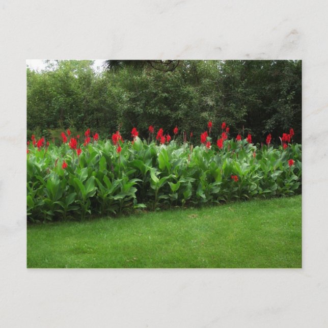 POSTCARD ~ GREENHOUSE PLANTS GARDEN ÖPPEN AFFÄRSVE VYKORT (Framsida)