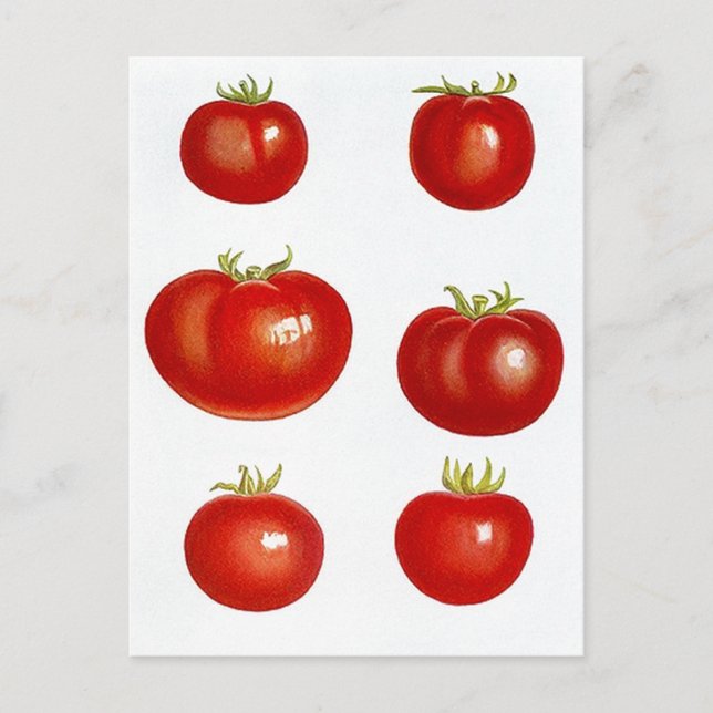 Postcard Heirloom Garden Tomates Farmers Market Vykort (Framsida)