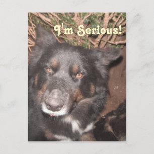 Postcard Husky Collie Kor Vykort