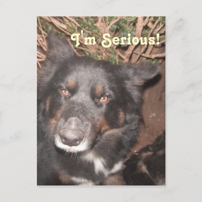Postcard Husky Collie Kor Vykort (Framsida)