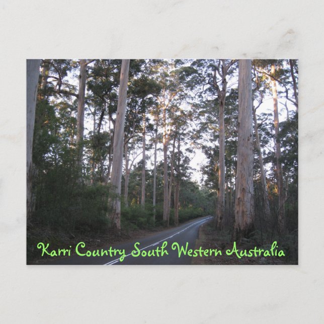 POSTCARD - Karri Land South Westerna Australien Vykort (Framsida)