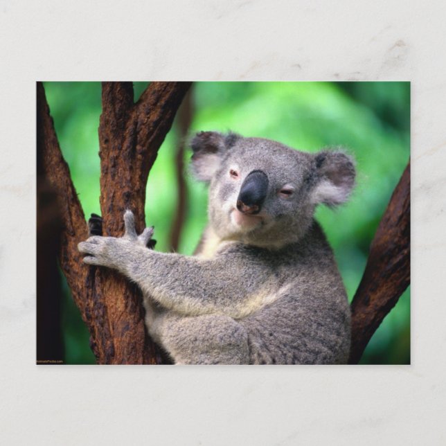 Postcard-Koala Bear Vykort (Framsida)