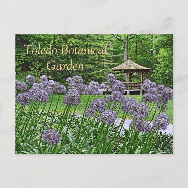 POSTCARD, "LILA ALLIUM & GAZEBO" TOLEDO BOTANICAL VYKORT (Framsida)