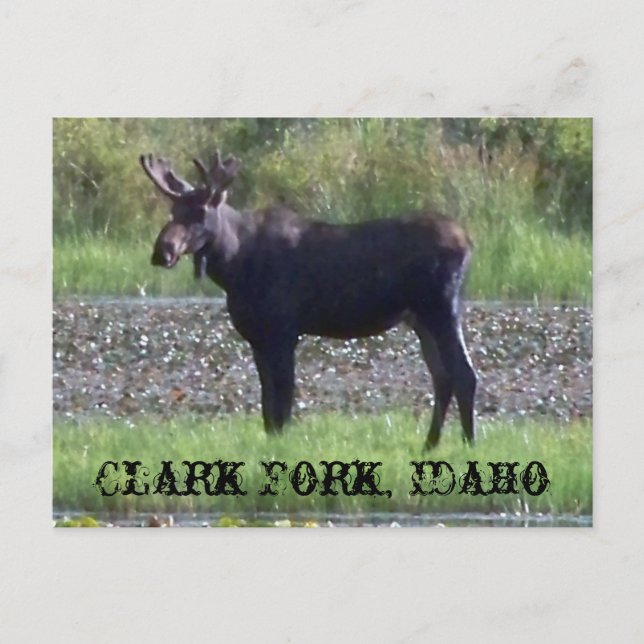 POSTCARD ~ "Moose in the Meadow" - Clark Fork, ID Vykort (Framsida)