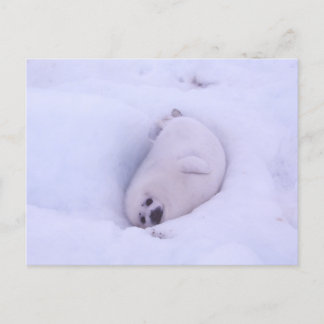 Postcard of a seal stuck in the snow vykort