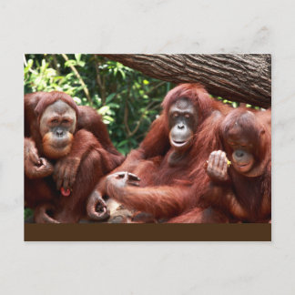 PostCard om Orangutans för Cindy Noodleberry Vykort