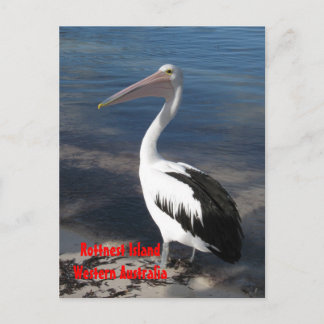 POSTCARD - Pelican Vykort