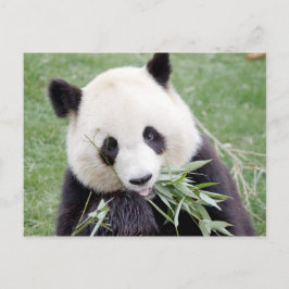 Postcard Photo jätte panda , djur 0330. Vykort