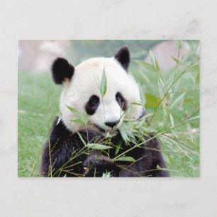 Postcard Photo jätte panda , djur 0331. Vykort
