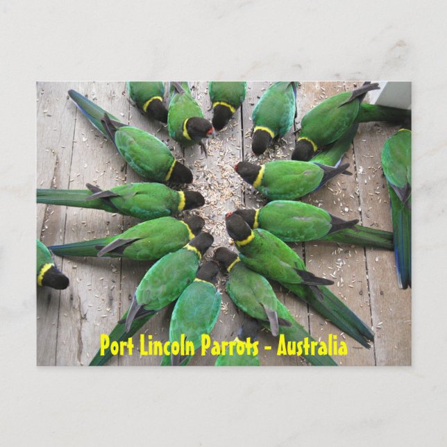 POSTCARD - Port Lincoln Parrots Australia Vykort (Framsida)