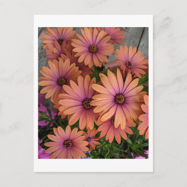 POSTCARD Rosa Flowers Vykort (Framsida)