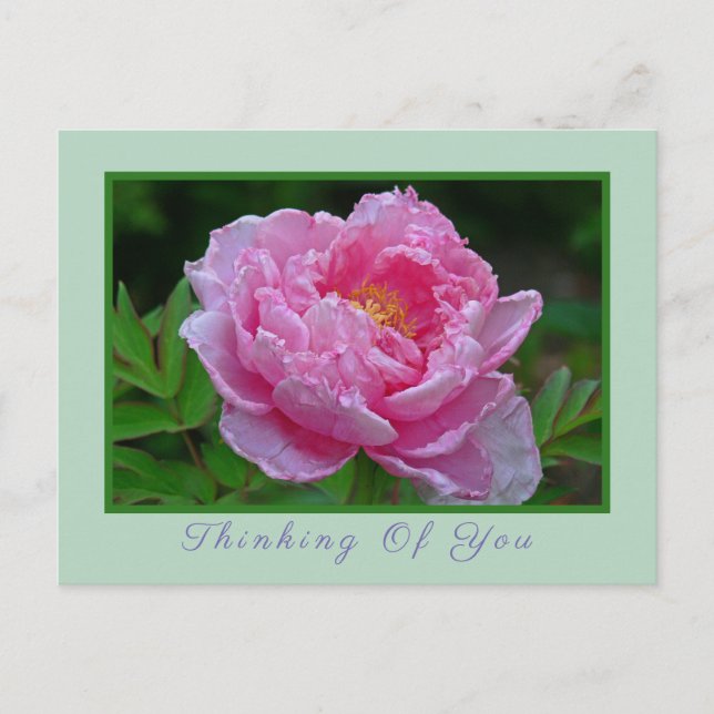 POSTCARD, "ROSA PEONY/THINKING OF You" POSTCARD Vykort (Framsida)