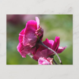 Postcard Rose - Magenta Grace Vykort