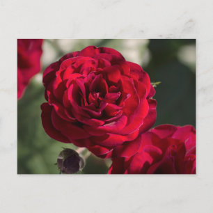 Postcard Roses - Velvet Radiance Vykort