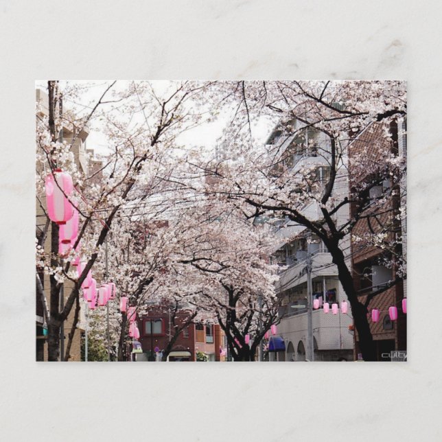 Postcard Sakura i Tokyo Cherry-Blommarna, Japan Vykort (Framsida)