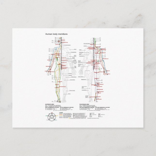Postcard Schematic Chinese Meridians Musculculatio Vykort (Framsida)