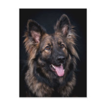 Postcard söt German Shepherd Hund alsatian