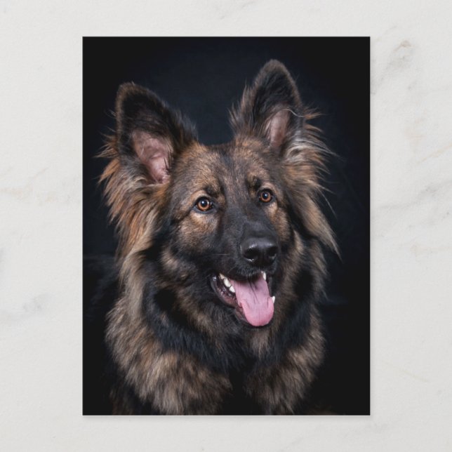 Postcard söt German Shepherd Hund alsatian Vykort (Framsida)
