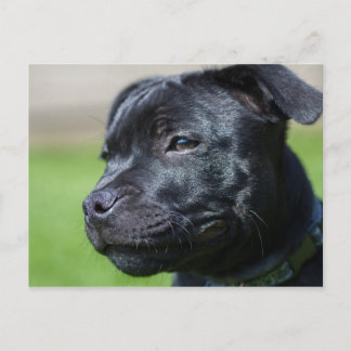 Postcard stafford shire bullskräcker vykort