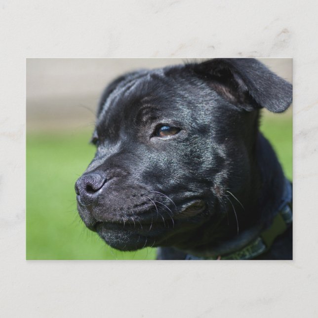 Postcard stafford shire bullskräcker vykort (Framsida)