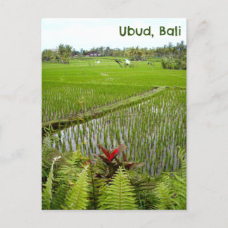 Postcard Ubud Bali Indonesia ris paddies fält Vykort