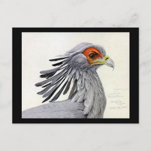 Postcard-Vintage Chicago Art-Abyssinian Birds 19 Vykort