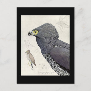 Postcard-Vintage Chicago Art-Abyssinian Birds 6 Vykort