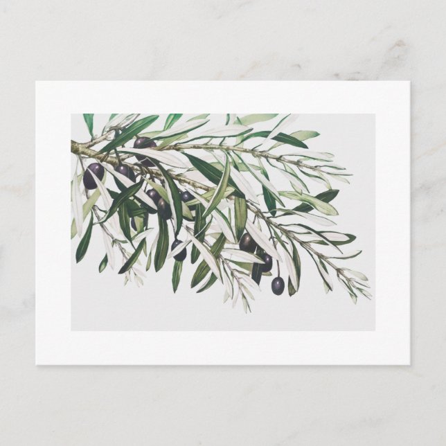 POSTCARD: VINTAGE OLIVE GREN VYKORT (Framsida)