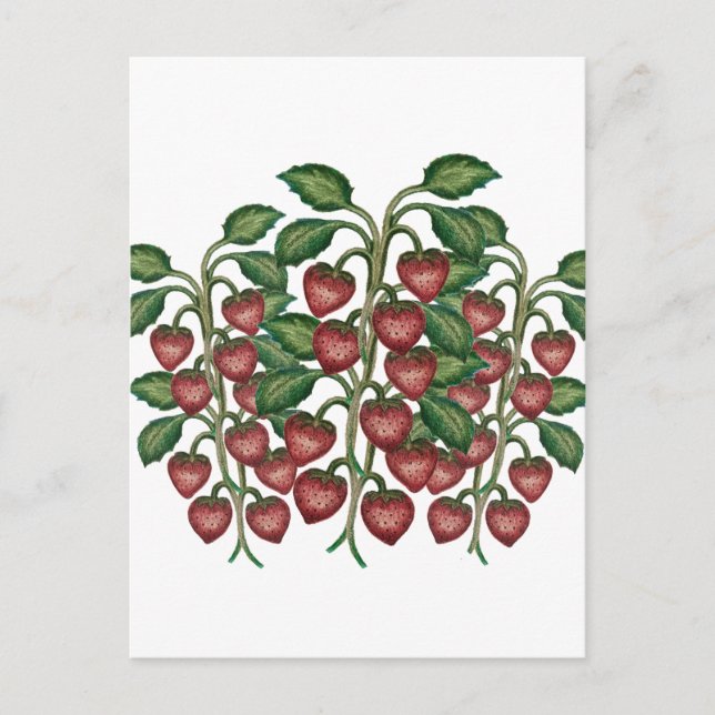 Postcard Vykort (Framsida)