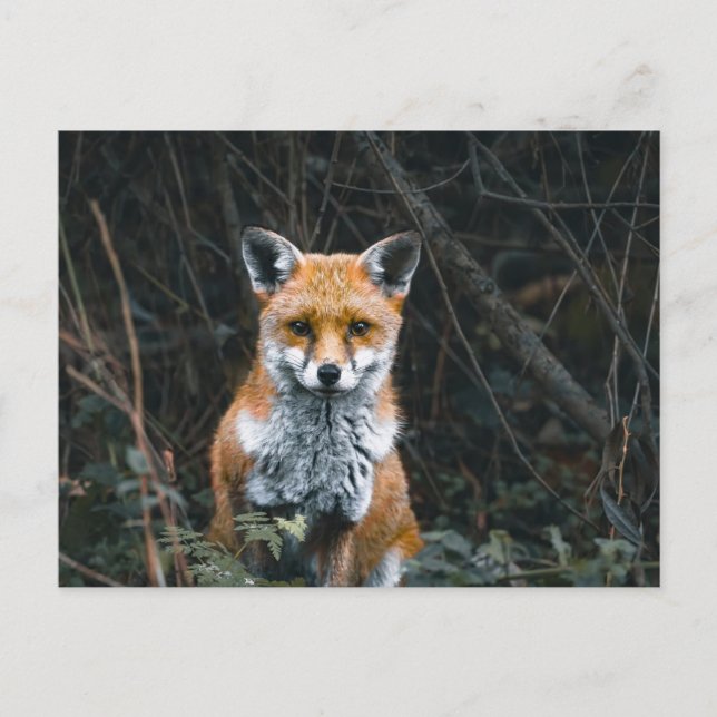 Postcard Vykort (Framsida)