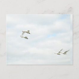 Postcard Vykort