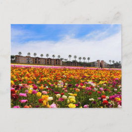 Postcard Wildblommor i Carlsbad Vykort