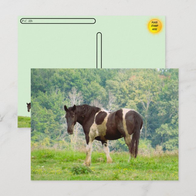 Postcross - Amerikanska målade hästar i Fält Vykort (Fram/baksida)