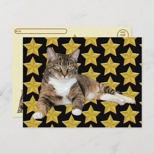 Postcross - Annie's Star : Cat Postcard Vykort (Fram/baksida)