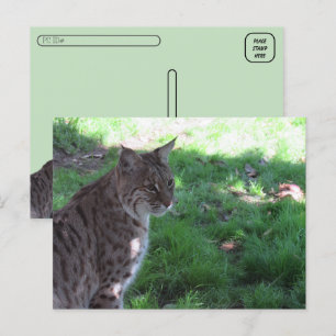 Postcross - BevacBobcat i en Fält Vykort