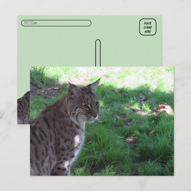 Postcross - BevacBobcat i en Fält Vykort (Fram/baksida)