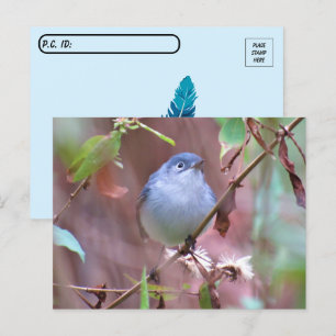Postcross Blue-Grått Gnatcatcher Backyard Bird Vykort