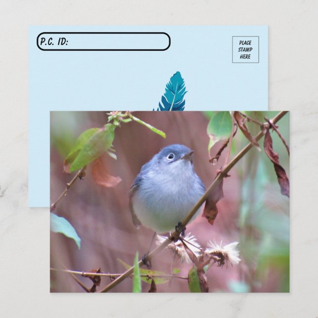 Postcross Blue-Grått Gnatcatcher Backyard Bird Vykort (Fram/baksida)